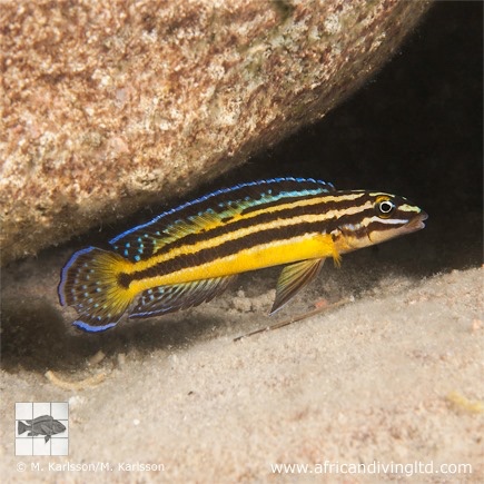 Julidochromis marksmithi 'Ulwile Island'
